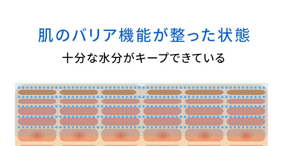 肌のバリア機能が整った状態：十分な水分がキープできている